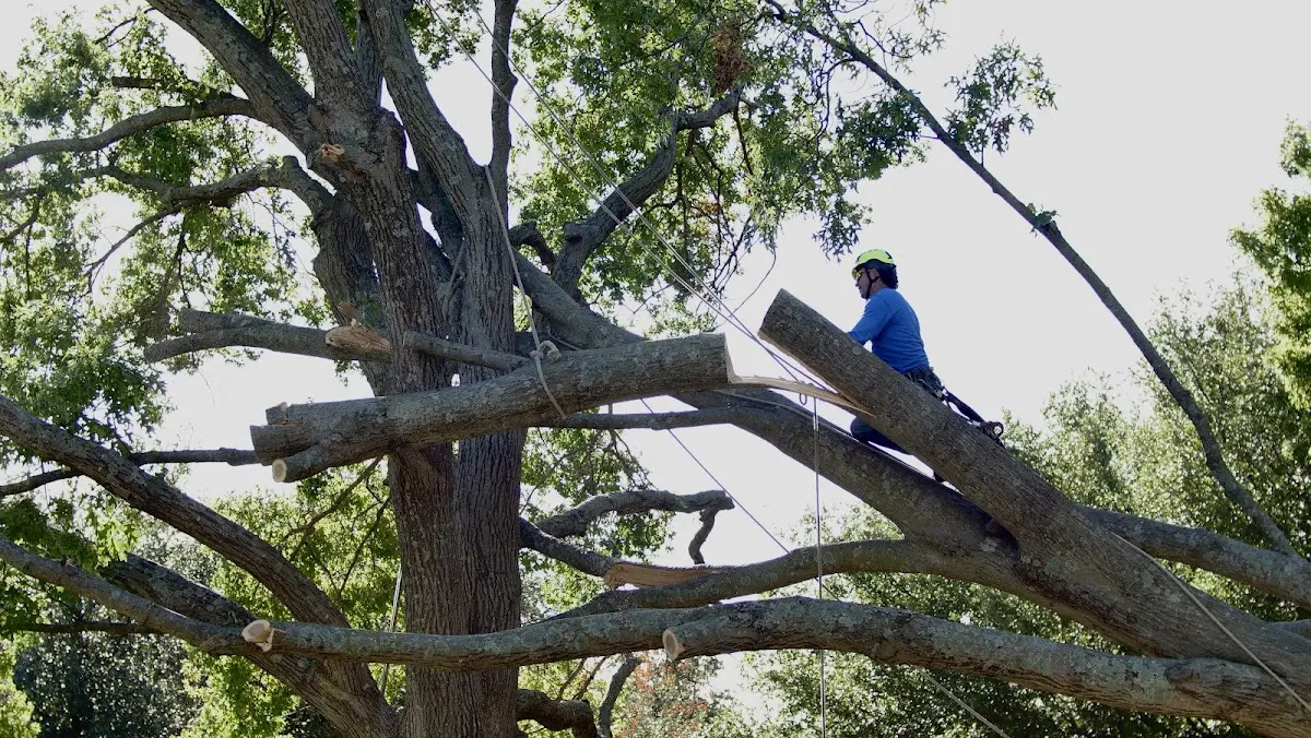Professional Crown Thinning performed by certified arborists in Teterboro